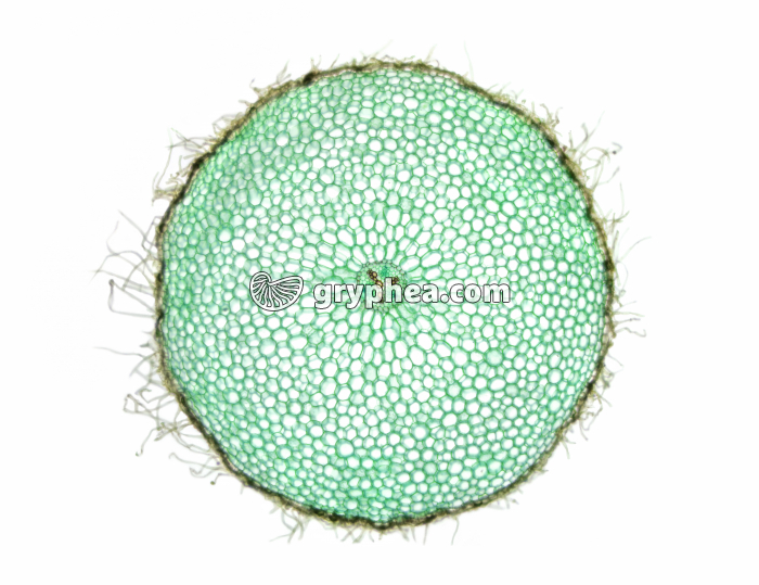 Racine de Ficaire CT x7 - gryphea.com